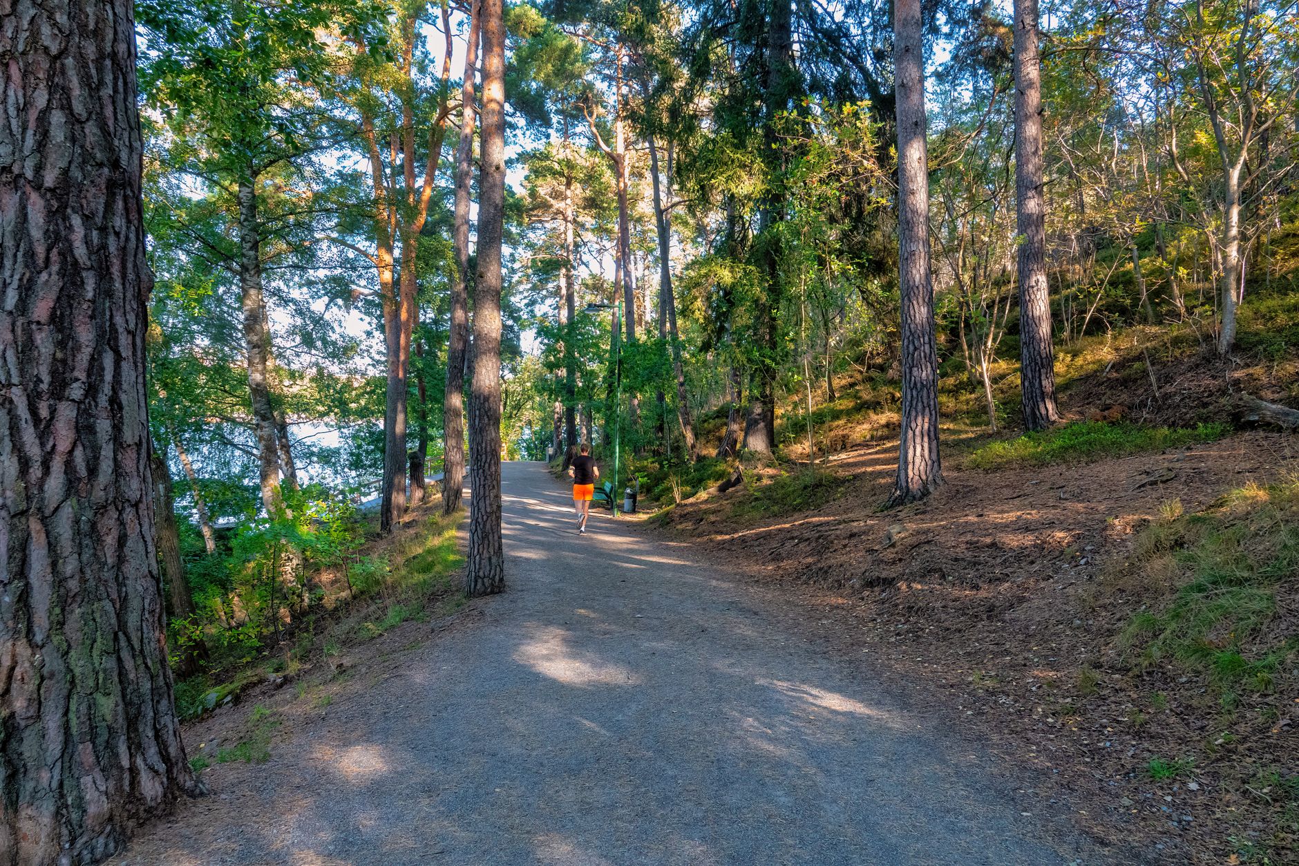 trail runner navigating rocky mountain path forest